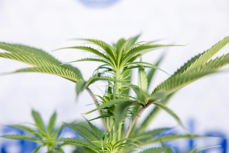 Lemon Cherry Gelato #2 - Zamnesia x B&B. Week 6 - Lemon Cherry Gelato #2 - No Techniques - 1st Week Bloom