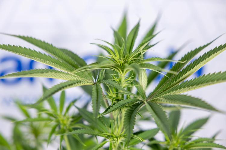 Lemon Cherry Gelato #2 - Zamnesia x B&B. Week 6 - Lemon Cherry Gelato #2 - No Techniques - 1st Week Bloom