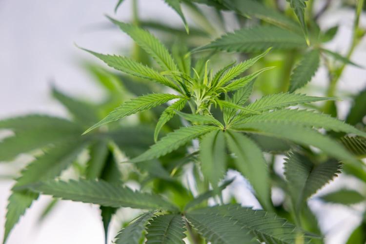 Lemon Cherry Gelato #2 - Zamnesia x B&B. Week 6 - Lemon Cherry Gelato #2 - No Techniques - 1st Week Bloom