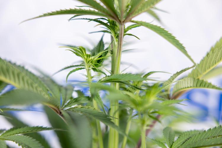 Lemon Cherry Gelato #2 - Zamnesia x B&B. Week 6 - Lemon Cherry Gelato #2 - No Techniques - 1st Week Bloom