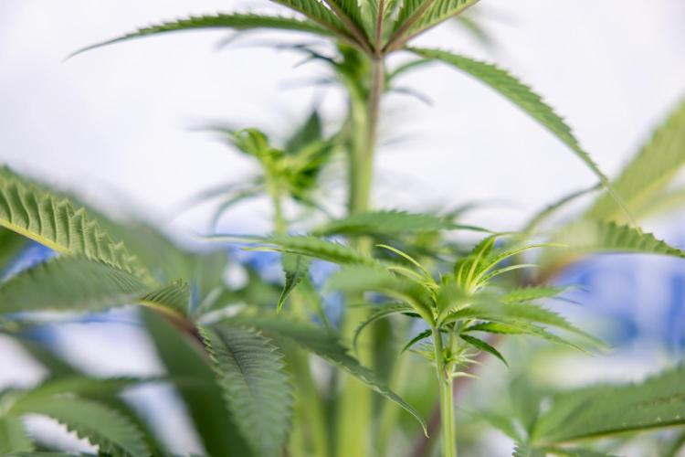 Lemon Cherry Gelato #2 - Zamnesia x B&B. Week 6 - Lemon Cherry Gelato #2 - No Techniques - 1st Week Bloom