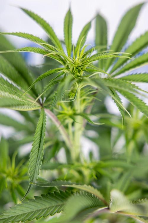 Lemon Cherry Gelato #2 - Zamnesia x B&B. Week 6 - Lemon Cherry Gelato #2 - No Techniques - 1st Week Bloom