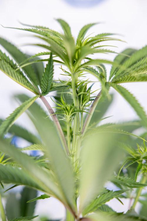 Lemon Cherry Gelato #2 - Zamnesia x B&B. Week 6 - Lemon Cherry Gelato #2 - No Techniques - 1st Week Bloom