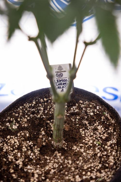 Lemon Cherry Gelato #1 - Zamnesia x B&B. Week 8 - Lemon Cherry Gelato #1 - Topping x16 - 1st Week Bloom