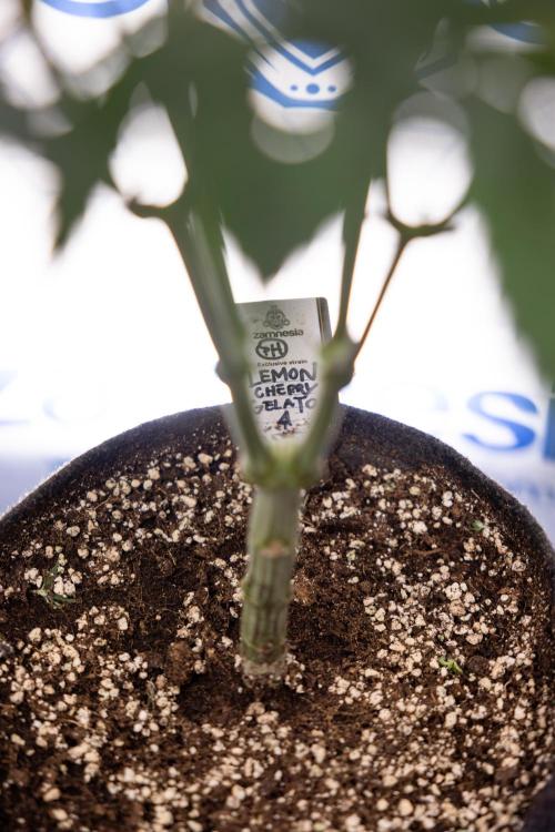 Lemon Cherry Gelato #1 - Zamnesia x B&B. Week 8 - Lemon Cherry Gelato #1 - Topping x16 - 1st Week Bloom