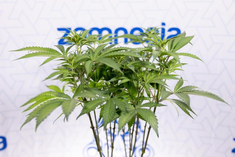 Lemon Cherry Gelato #1 - Zamnesia x B&B. Week 8 - Lemon Cherry Gelato #1 - Topping x16 - 1st Week Bloom