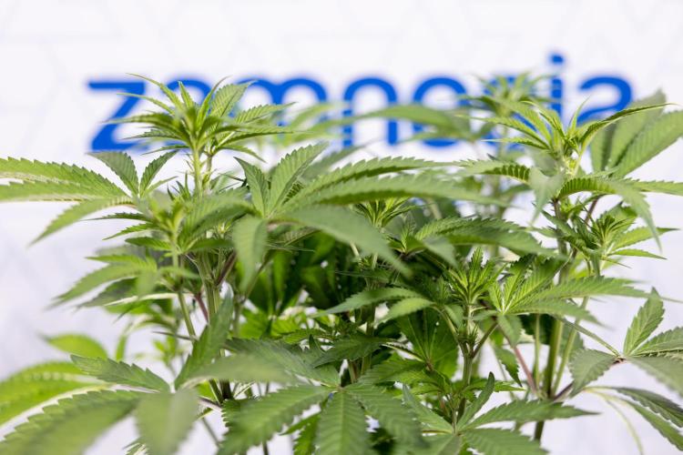 Lemon Cherry Gelato #1 - Zamnesia x B&B. Week 8 - Lemon Cherry Gelato #1 - Topping x16 - 1st Week Bloom