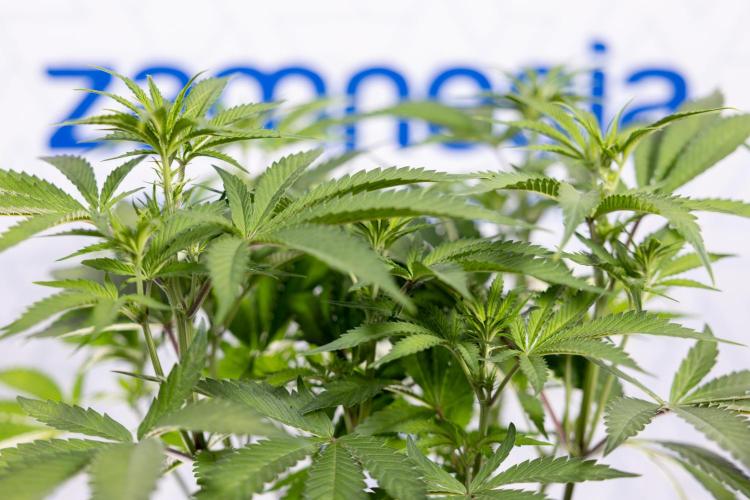 Lemon Cherry Gelato #1 - Zamnesia x B&B. Week 8 - Lemon Cherry Gelato #1 - Topping x16 - 1st Week Bloom