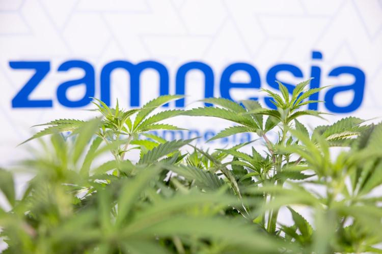 Lemon Cherry Gelato #1 - Zamnesia x B&B. Week 8 - Lemon Cherry Gelato #1 - Topping x16 - 1st Week Bloom