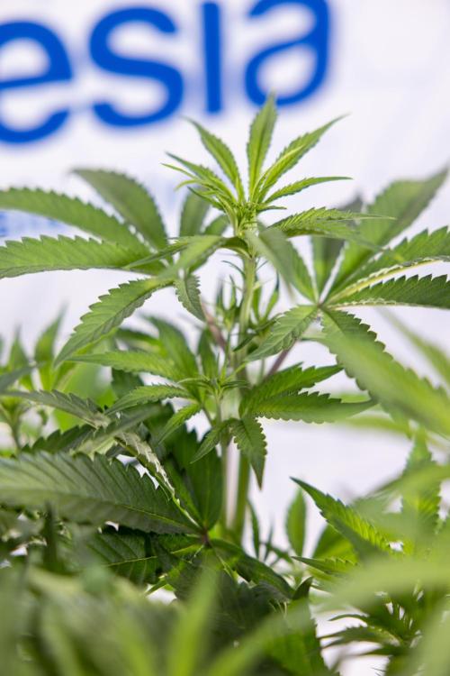 Lemon Cherry Gelato #1 - Zamnesia x B&B. Week 8 - Lemon Cherry Gelato #1 - Topping x16 - 1st Week Bloom