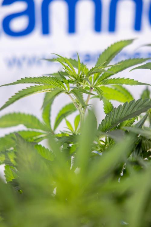 Lemon Cherry Gelato #1 - Zamnesia x B&B. Week 8 - Lemon Cherry Gelato #1 - Topping x16 - 1st Week Bloom