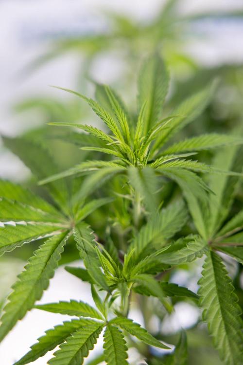 Lemon Cherry Gelato #1 - Zamnesia x B&B. Week 8 - Lemon Cherry Gelato #1 - Topping x16 - 1st Week Bloom