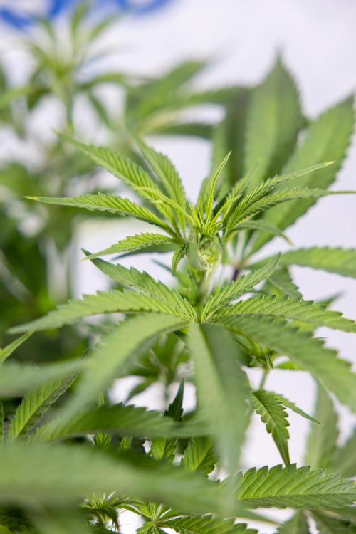 Lemon Cherry Gelato #1 - Zamnesia x B&B. Week 8 - Lemon Cherry Gelato #1 - Topping x16 - 1st Week Bloom