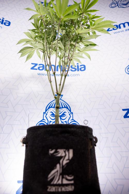 Lemon Cherry Gelato #1 - Zamnesia x B&B. Week 8 - Lemon Cherry Gelato #1 - Topping x16 - 1st Week Bloom