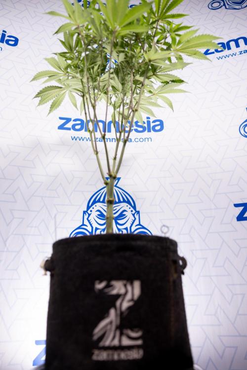 Lemon Cherry Gelato #1 - Zamnesia x B&B. Week 8 - Lemon Cherry Gelato #1 - Topping x16 - 1st Week Bloom