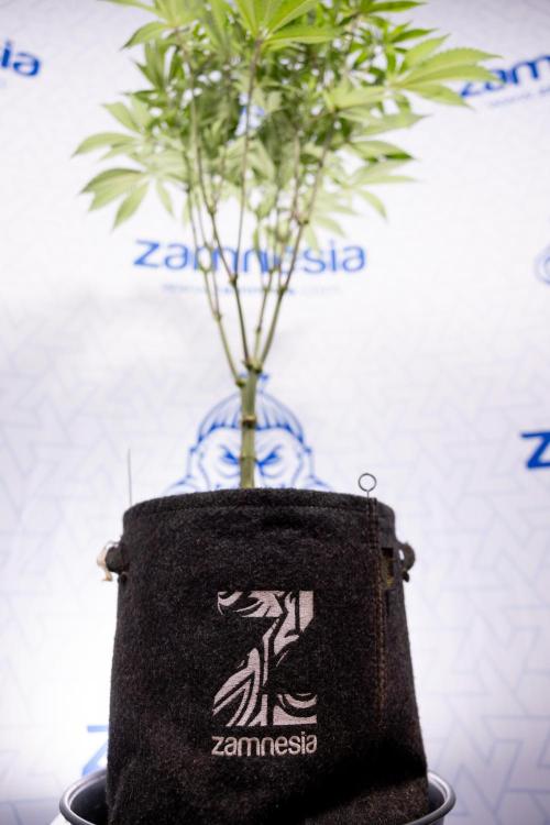 Lemon Cherry Gelato #1 - Zamnesia x B&B. Week 8 - Lemon Cherry Gelato #1 - Topping x16 - 1st Week Bloom