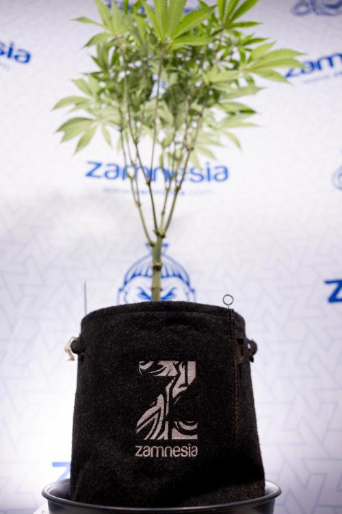 Lemon Cherry Gelato #1 - Zamnesia x B&B. Week 8 - Lemon Cherry Gelato #1 - Topping x16 - 1st Week Bloom