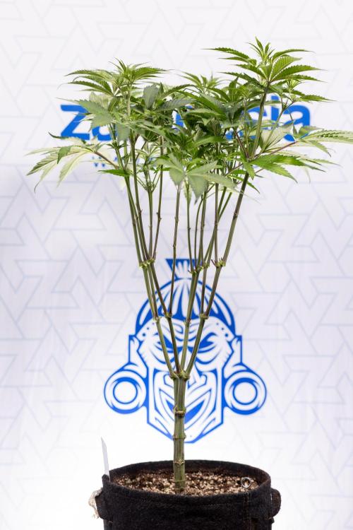 Lemon Cherry Gelato #1 - Zamnesia x B&B. Week 8 - Lemon Cherry Gelato #1 - Topping x16 - 1st Week Bloom