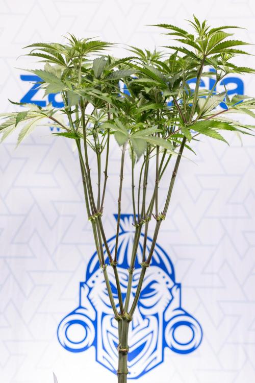 Lemon Cherry Gelato #1 - Zamnesia x B&B. Week 8 - Lemon Cherry Gelato #1 - Topping x16 - 1st Week Bloom