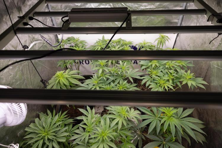 Lemon Cherry Gelato #1 - Zamnesia x B&B. Week 8 - Zamnesia x Plagron Crew