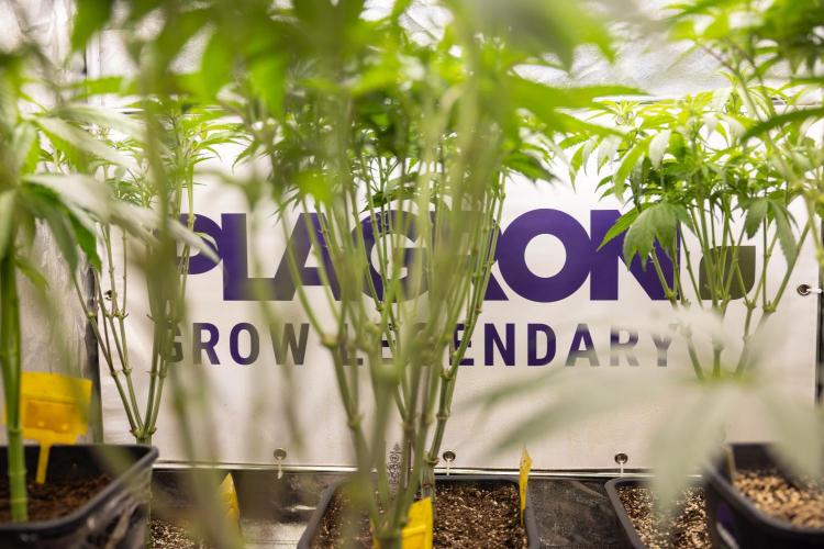 Lemon Cherry Gelato #1 - Zamnesia x B&B. Week 8 - Zamnesia x Plagron Crew