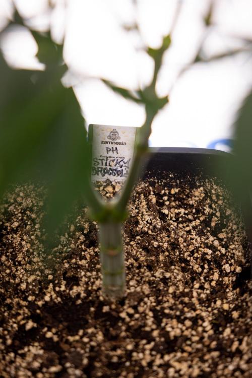 Sticky Broccoli - Zamnesia x B&B. Week 7 - Sticky Broccoli - Topping x 16 - 1st Week Bloom