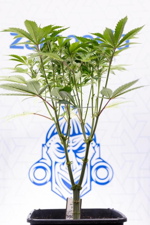 Sticky Broccoli - Zamnesia x B&B. Week 7 - Sticky Broccoli - Topping x 16 - 1st Week Bloom