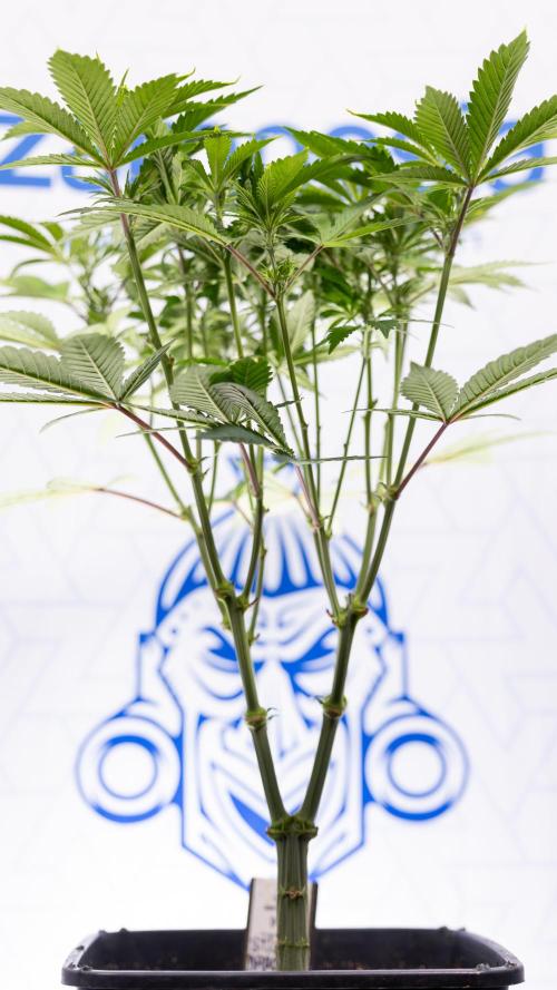 Sticky Broccoli - Zamnesia x B&B. Week 7 - Sticky Broccoli - Topping x 16 - 1st Week Bloom