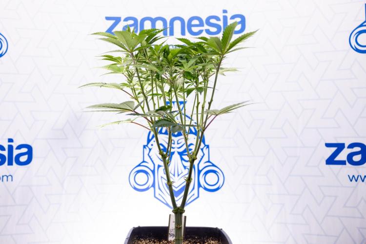 Sticky Broccoli - Zamnesia x B&B. Week 7 - Sticky Broccoli - Topping x 16 - 1st Week Bloom