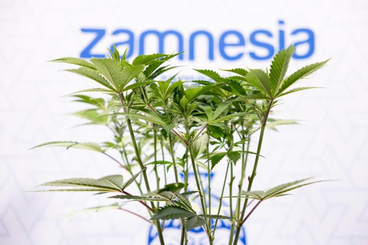 Sticky Broccoli - Zamnesia x B&B. Week 7 - Sticky Broccoli - Topping x 16 - 1st Week Bloom