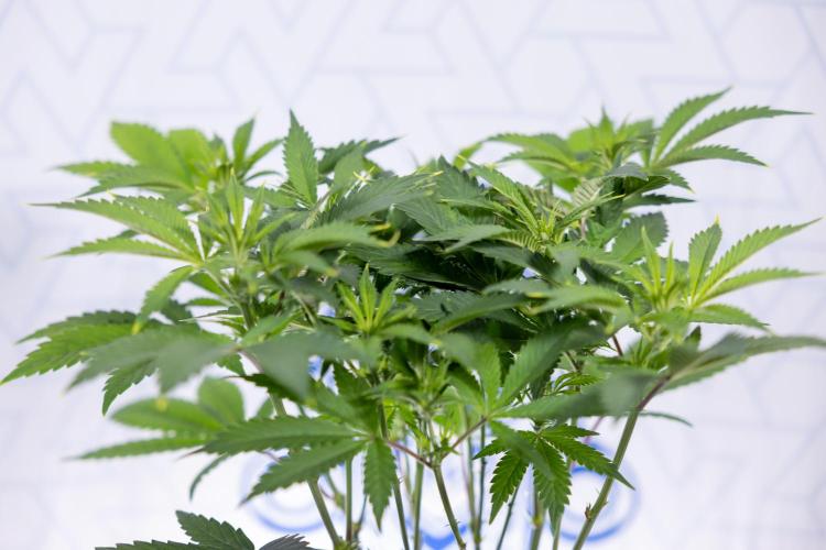 Sticky Broccoli - Zamnesia x B&B. Week 7 - Sticky Broccoli - Topping x 16 - 1st Week Bloom