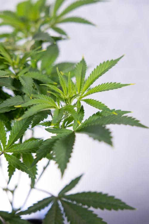 Sticky Broccoli - Zamnesia x B&B. Week 7 - Sticky Broccoli - Topping x 16 - 1st Week Bloom