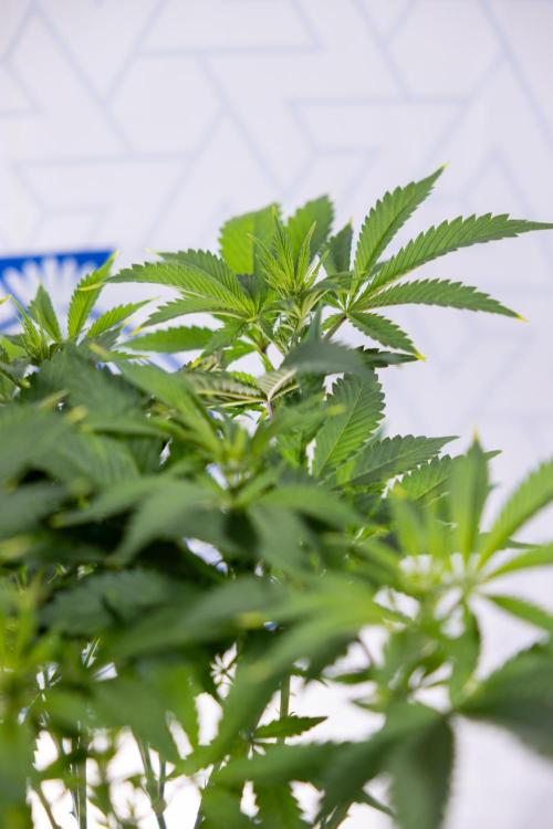 Sticky Broccoli - Zamnesia x B&B. Week 7 - Sticky Broccoli - Topping x 16 - 1st Week Bloom