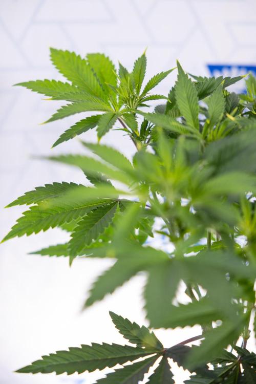 Sticky Broccoli - Zamnesia x B&B. Week 7 - Sticky Broccoli - Topping x 16 - 1st Week Bloom