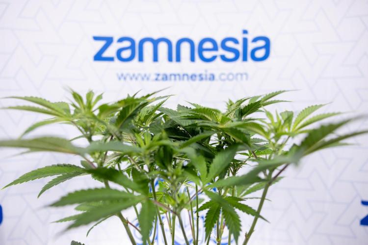 Sticky Broccoli - Zamnesia x B&B. Week 7 - Sticky Broccoli - Topping x 16 - 1st Week Bloom