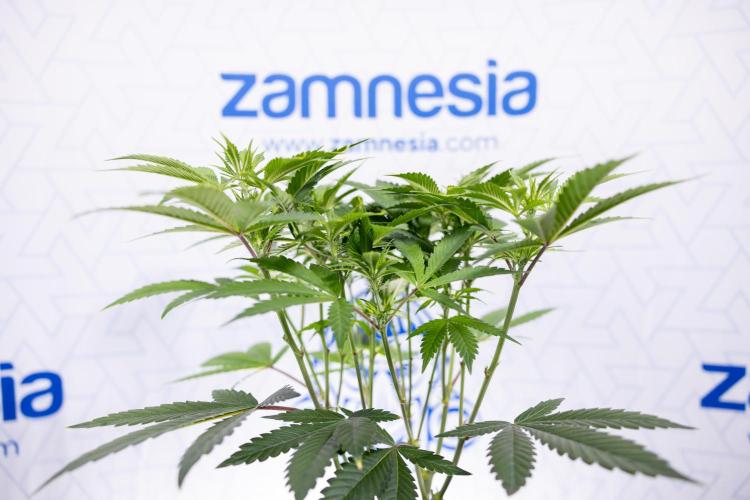 Sticky Broccoli - Zamnesia x B&B. Week 7 - Sticky Broccoli - Topping x 16 - 1st Week Bloom