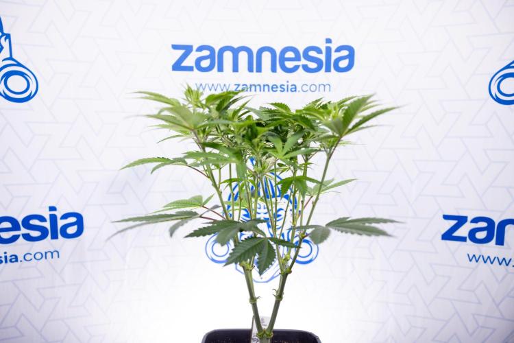 Sticky Broccoli - Zamnesia x B&B. Week 7 - Sticky Broccoli - Topping x 16 - 1st Week Bloom