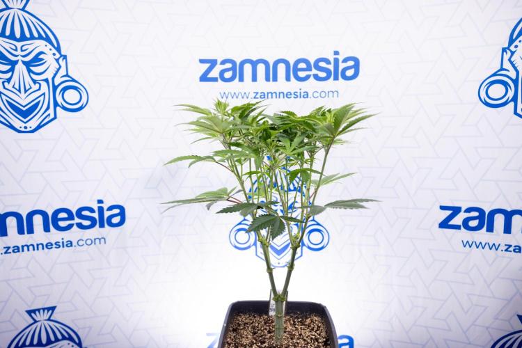 Sticky Broccoli - Zamnesia x B&B. Week 7 - Sticky Broccoli - Topping x 16 - 1st Week Bloom