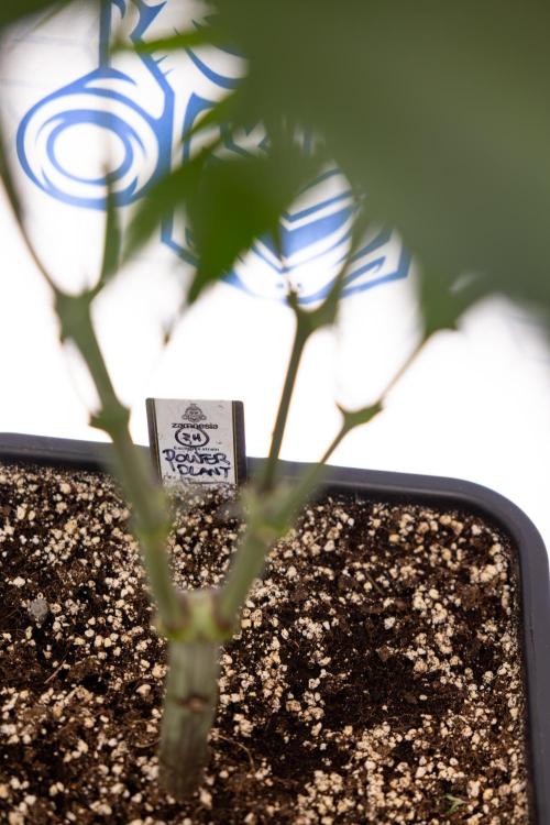 Power Plant - Zamnesia & B&B. Week 8 - Power Plant - Topping x 16 - 1st Week Bloom