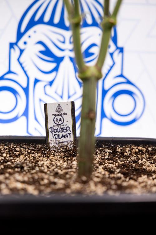 Power Plant - Zamnesia & B&B. Week 8 - Power Plant - Topping x 16 - 1st Week Bloom