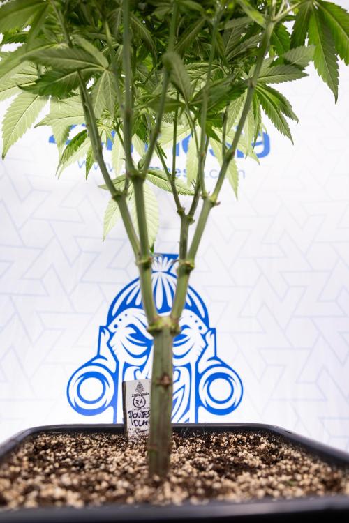 Power Plant - Zamnesia & B&B. Week 8 - Power Plant - Topping x 16 - 1st Week Bloom