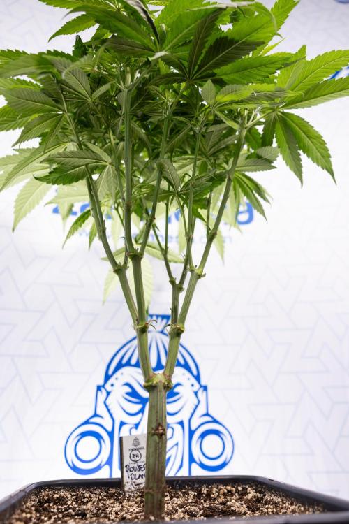 Power Plant - Zamnesia & B&B. Week 8 - Power Plant - Topping x 16 - 1st Week Bloom