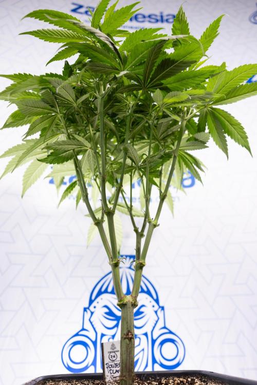 Power Plant - Zamnesia & B&B. Week 8 - Power Plant - Topping x 16 - 1st Week Bloom