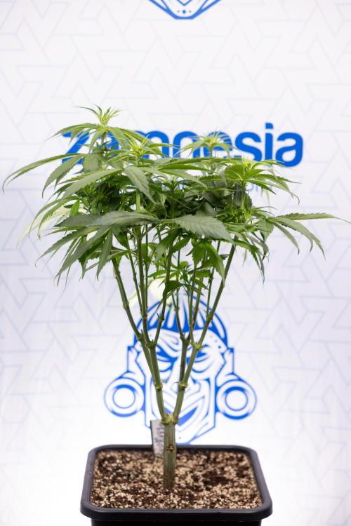 Power Plant - Zamnesia & B&B. Week 8 - Power Plant - Topping x 16 - 1st Week Bloom