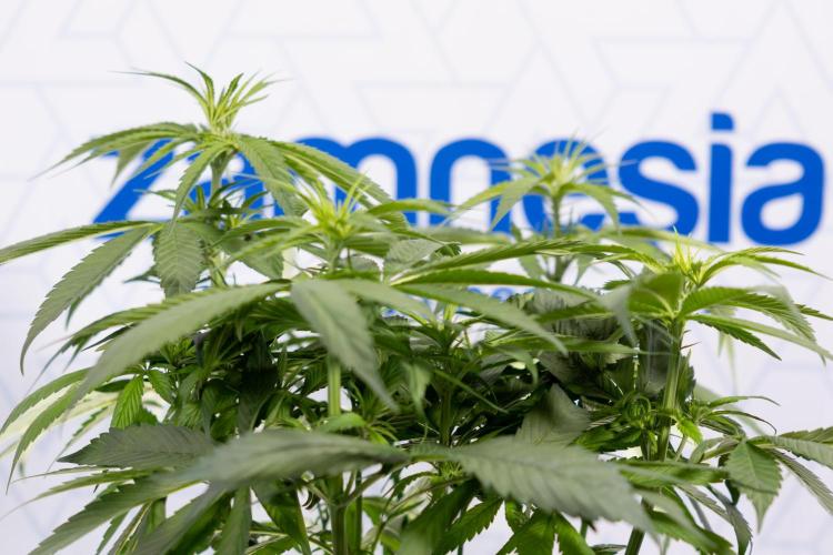 Power Plant - Zamnesia & B&B. Week 8 - Power Plant - Topping x 16 - 1st Week Bloom