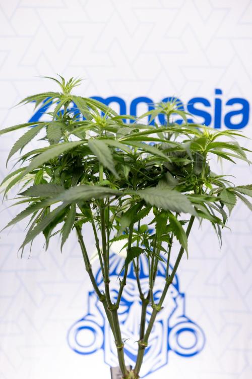 Power Plant - Zamnesia & B&B. Week 8 - Power Plant - Topping x 16 - 1st Week Bloom