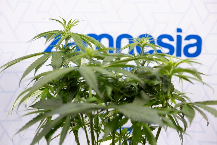 Power Plant - Zamnesia & B&B. Week 8 - Power Plant - Topping x 16 - 1st Week Bloom