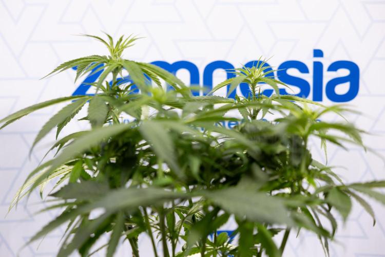 Power Plant - Zamnesia & B&B. Week 8 - Power Plant - Topping x 16 - 1st Week Bloom