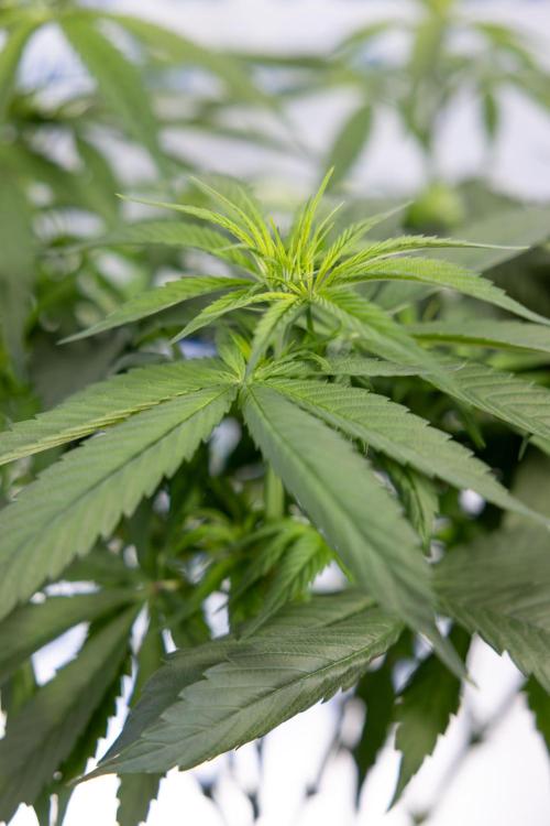 Power Plant - Zamnesia & B&B. Week 8 - Power Plant - Topping x 16 - 1st Week Bloom