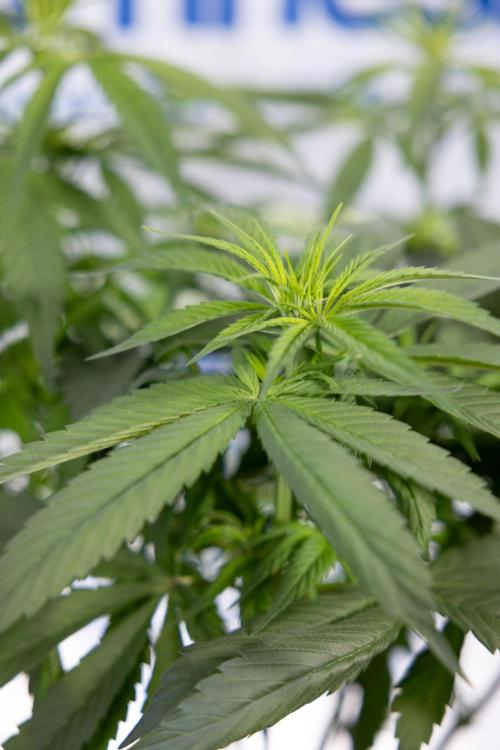 Power Plant - Zamnesia & B&B. Week 8 - Power Plant - Topping x 16 - 1st Week Bloom